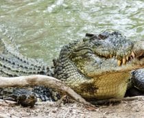 Crocodilos nos EUA ganham um “banho completo” após derramamento de óleo