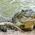 Crocodilos nos EUA ganham um “banho completo” após derramamento de óleo