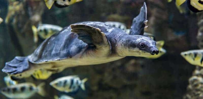 Fóssil de tartaruga nariz de porco é encontrado na Austrália