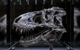 Estudo inédito descobre que Tiranossauro Rex encontrado nos EUA tinha doença óssea