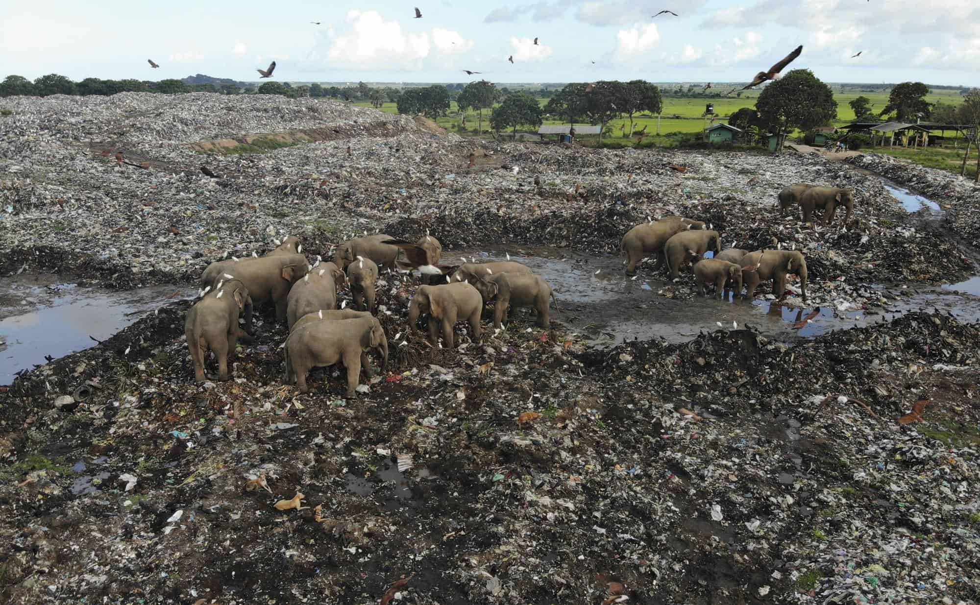 Elefantes morrem por causa do plástico no Sri Lanka