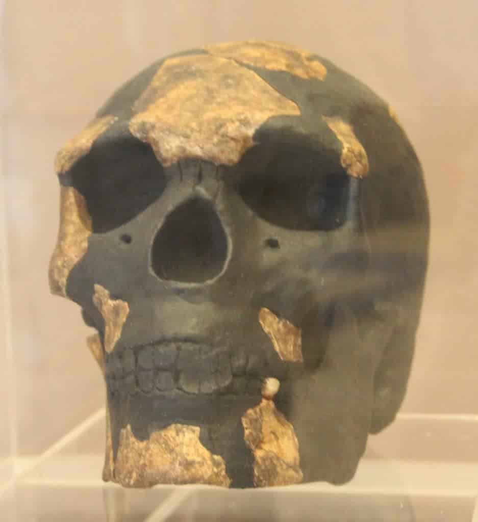 O "Omo I" é o mais antigo fóssil humano, que recentemente teve a sua idade revisada para 230 mil anos, deixando-o bem mais velho do que se pensava