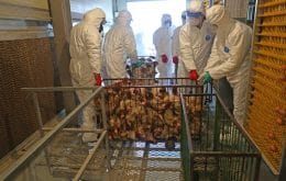 Gripe aviária é detectada em fazenda de perus na França