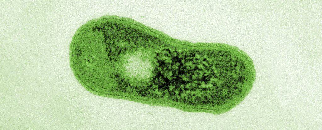 A bactéria Gemmatimonas phototrophica possui um sistema complexo - e exclusivo - de fotossíntese que a difere de plantas, mas lhe traz a mesma forma de se alimentar