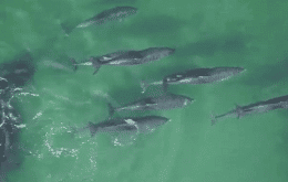 Pesquisadores usam drones para identificar gestações em golfinhos