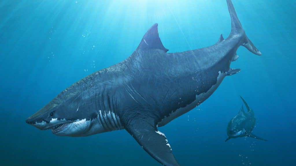 O megalodonte está extinto há cerca de 3 milhões de anos, mas ainda estamos descobrindo detalhes sobre ele, como a influência das águas frias em seu tamanho imenso