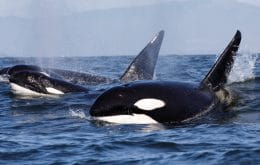 Orcas estão roubando peixes de criadouros humanos, porque a natureza desconhece limites