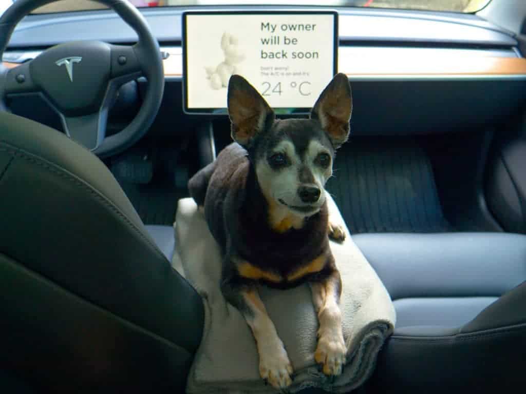 Carro Tesla com o "Dog Mode" ativado