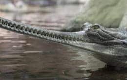 Nova espécie de crocodilo foi extinta pela mão humana há 200 anos