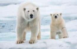 Diretores de “A Ursa Polar” estão desenvolvendo filme na Amazônia