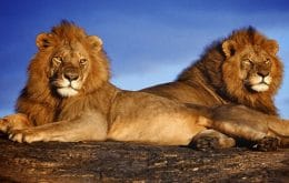 Tratamento hormonal pode deixar leões mais calmos; saiba porque isso é uma boa ideia