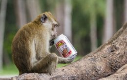 Pesquisa identifica ‘alcoolismo’ em macacos – e isso diz muito sobre os humanos