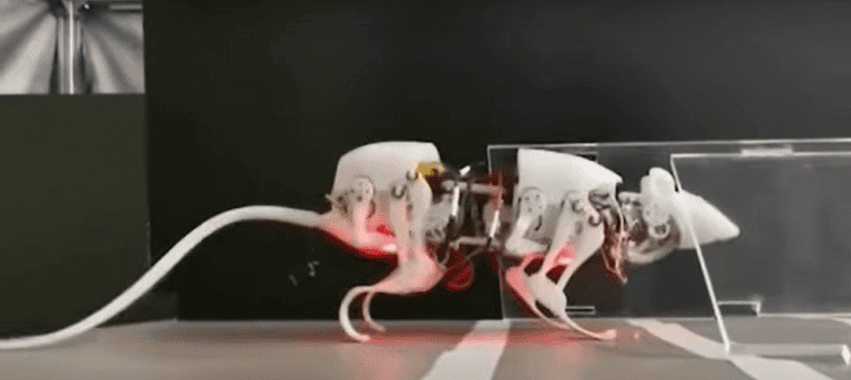 Saiba por que cientistas chineses estão desenvolvendo um rato-robô