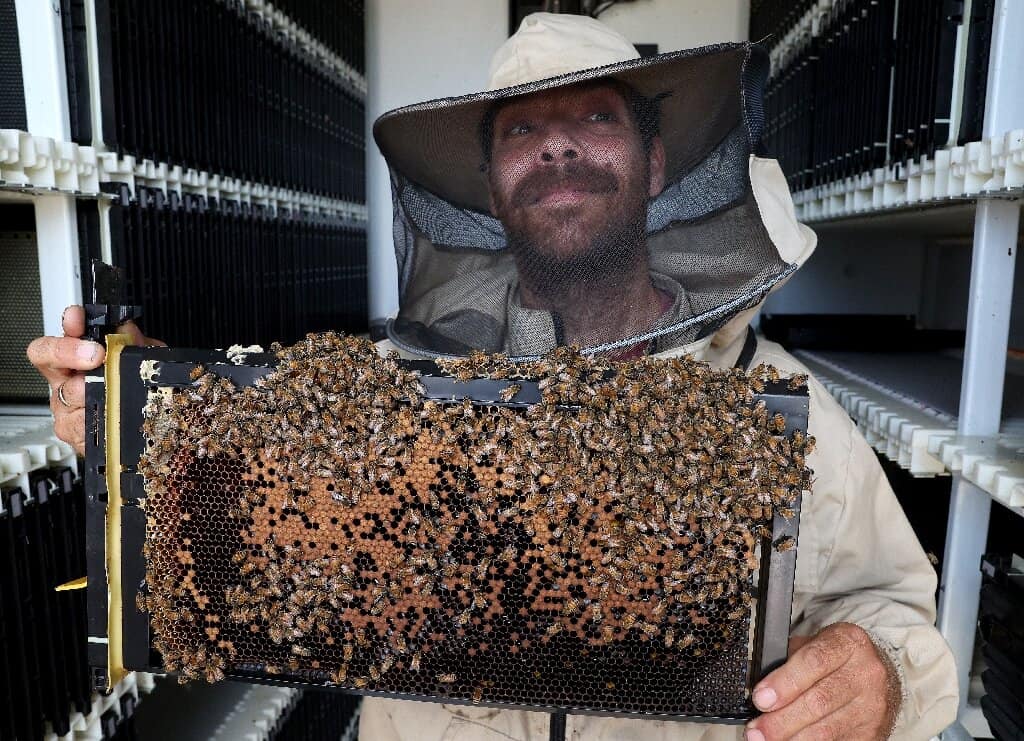 Colmeia robô é a mais nova esperança das abelhas – e sua também; entenda