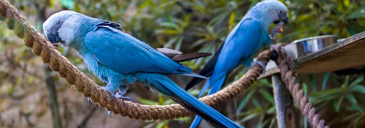 Ararinhas-azuis s&atilde;o soltas na natureza 20 anos depois de extin&ccedil;&atilde;o