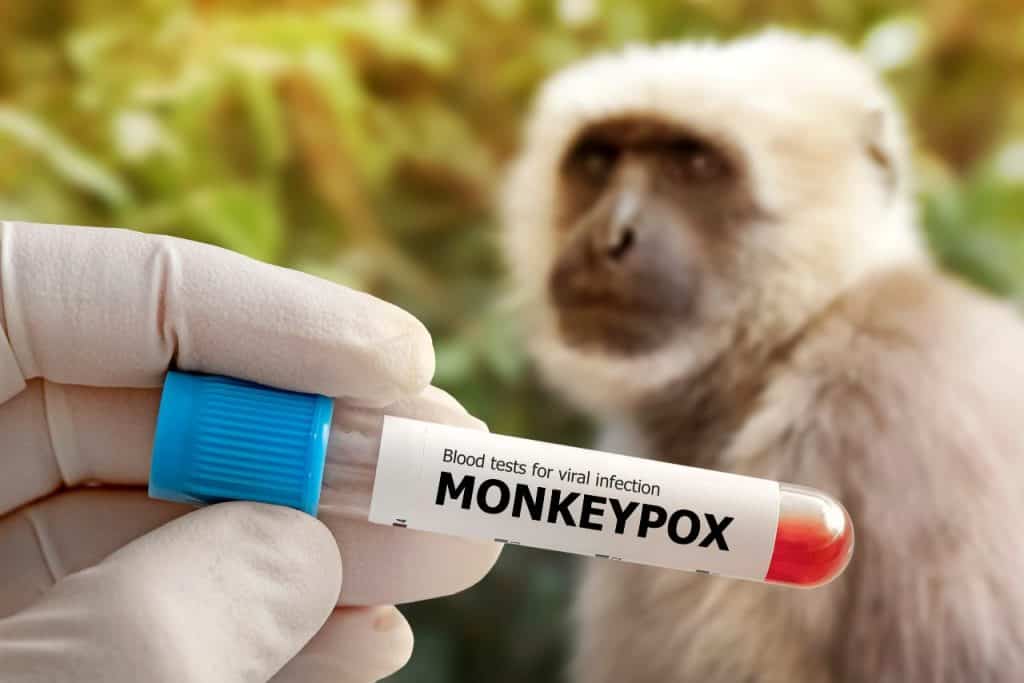 Varíola dos macacos: sintomas e prevenção