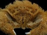 Caranguejo peludo é descoberto na Austrália
