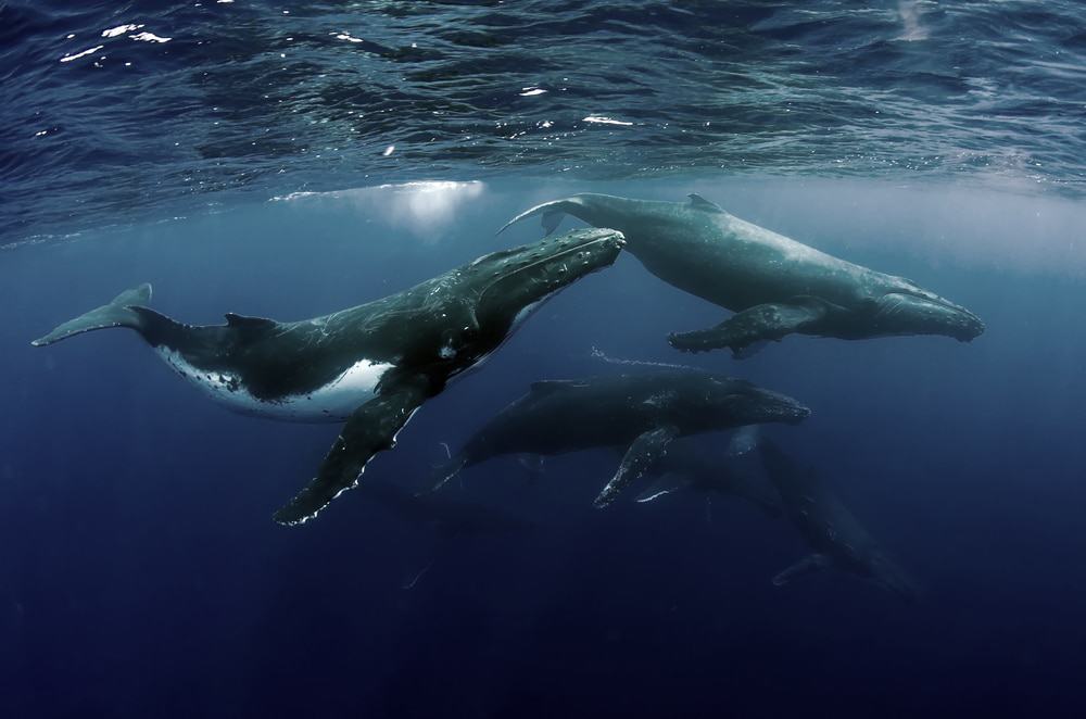 Baleias-jubarte realizam o que cientistas chamam de "troca cultural", ou seja, espécimes de uma região "aprendem" as canções e chamados de "primos" de outra área