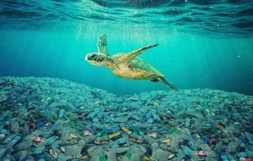 Tartaruga nada em mar coberto por plástico