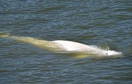 Baleia beluga encalhada no Sena será transferida para piscina de água salgada