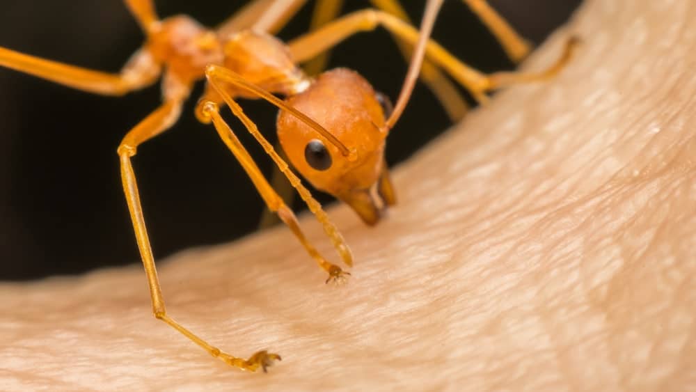 formiga-de-fogo-havai Havaí enfrenta a maior infestação de formigas-de-fogo da história