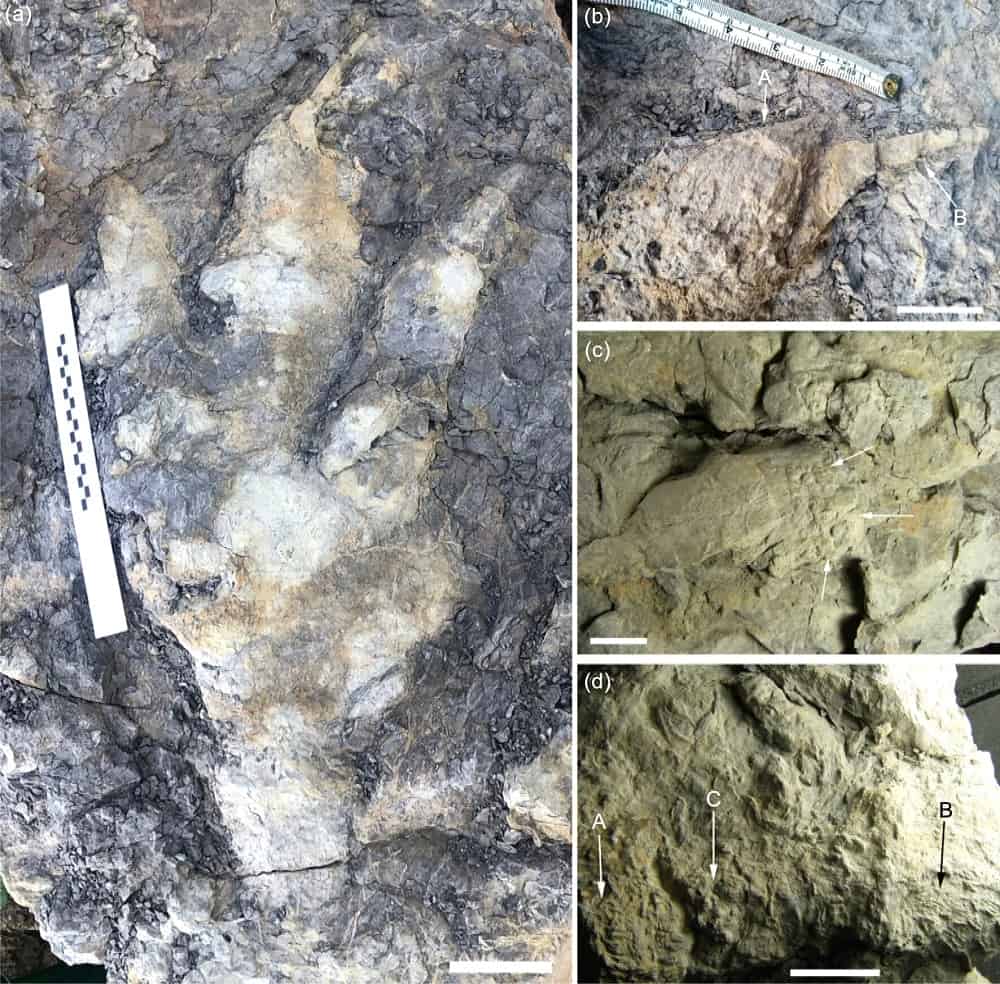Giant dinosaur footprint discovered in the UK