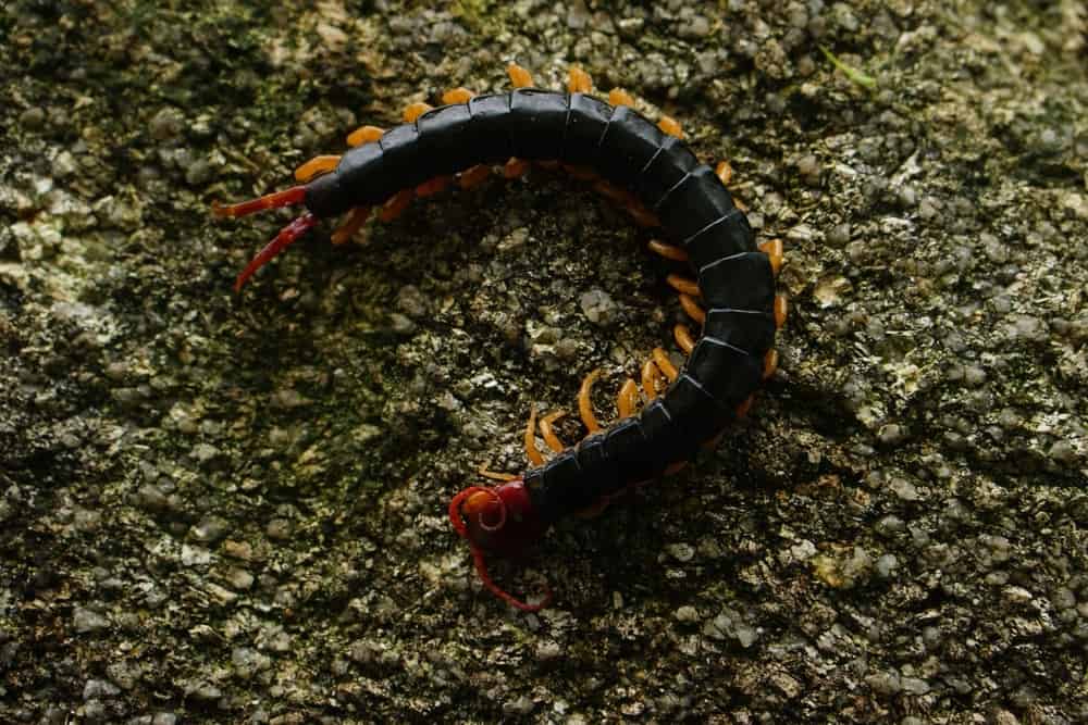 Entenda como centopeias que não possuem olhos são capazes de detectar a ...