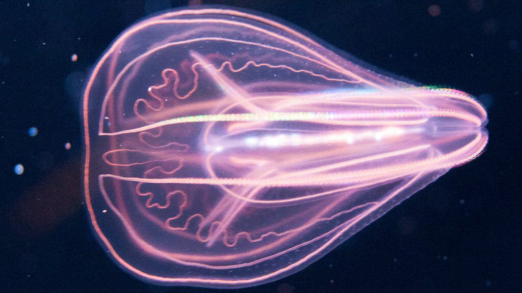 Agua-viva-alienigena-04-1024x576 Água-viva ‘alienígena’ tem sistema nervoso jamais visto