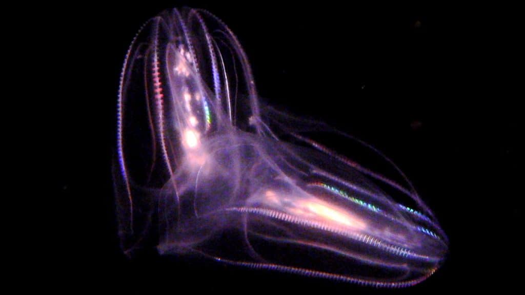 Agua-viva-alienigena-04-1024x576 Água-viva ‘alienígena’ tem sistema nervoso jamais visto