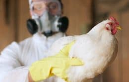 Vírus da gripe aviária sofre mutação na China e pode provocar epidemia, alerta estudo