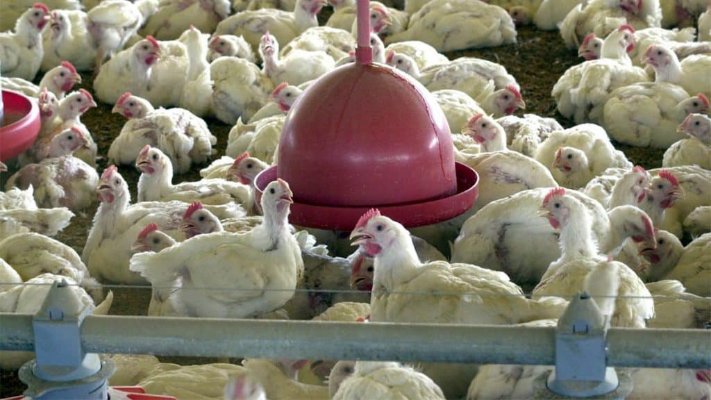Criação de frango no Brasil