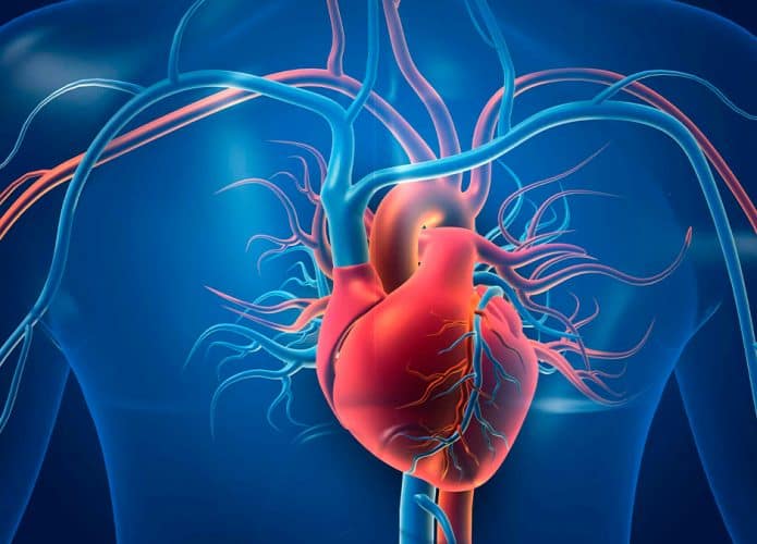 Cientistas brasileiros podem revolucionar válvulas cardíacas
