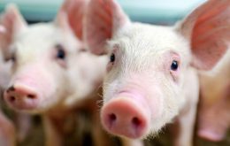 Empresa pode transplantar corações de porcos em bebês humanos a partir de 2024