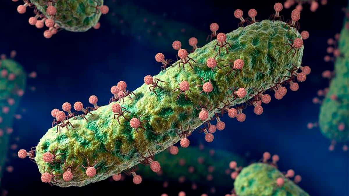 Ilustração digital de vírus bacteriófagos sobre bactéria