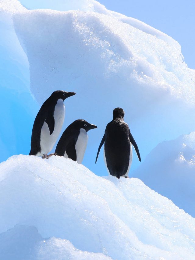 Iceberg colide com ilha de pinguins na Antártica