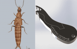 Esse besouro tem genitais com o formato de “abridor de garrafa” — para surpresa da ciência