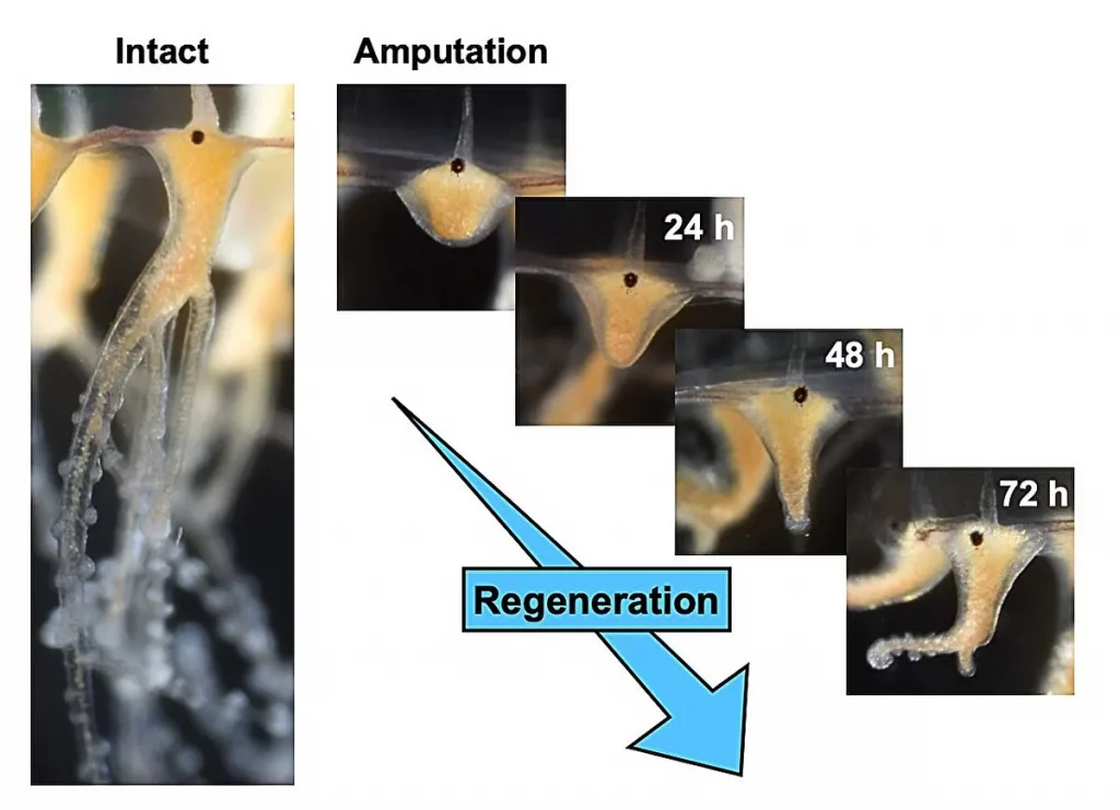 Processo di rigenerazione delle meduse (Fonte immagine: Sosuke Fujita, Università di Tokyo)